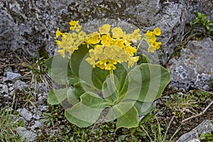 Primula auricula photo