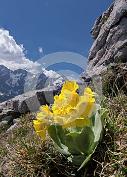 Primula auricula (mountain cowslip, bear\'s ear) is a species of flowering plant in the family Primulaceae.