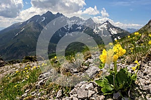 Primula auricula (mountain cowslip, bear\'s ear) is a species of flowering plant in the family Primulaceae.