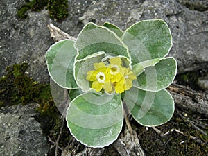 Primula auricula