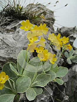 Primula auricula photo