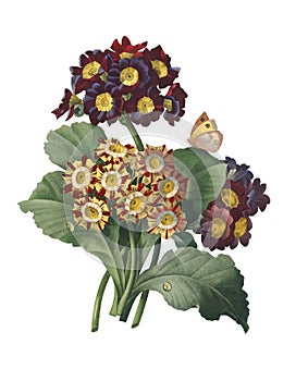 Primula auricula | Redoute Flower Illustrations photo