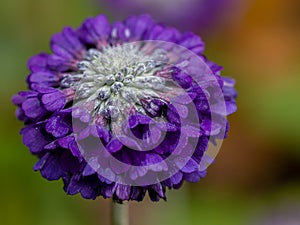 Primula capitata