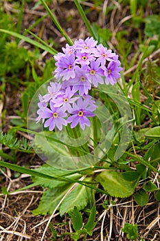 Primula cold (primula algida)