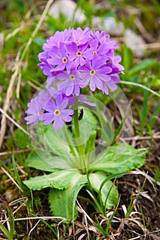 Primula cold (primula algida)