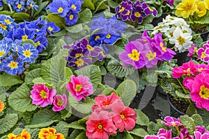 Primula, colorful spring flowers