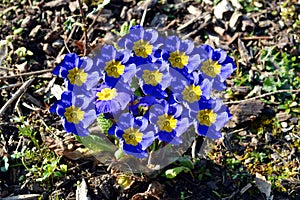 Primula 'Crescendo Blue Shades'