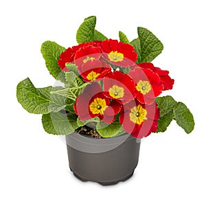 Primula Crescendo bright red