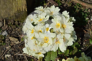 Primula 'Crescendo White'
