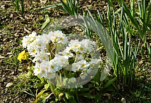 Primula Crescendo White