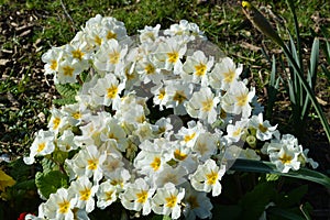 Primula 'Crescendo White'