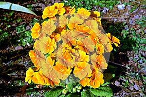 Primula 'Crescendo Yellow Gold'