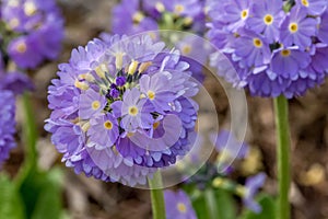 Primula denticulata