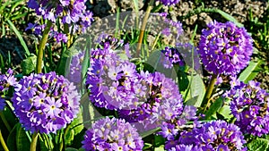 Primula denticulate, or drumstick primrose, a beautiful purple flowering plant growing in moist alpine regions