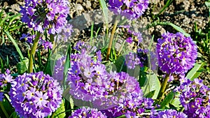 Primula denticulate, or drumstick primrose, a beautiful purple flowering plant growing in moist alpine regions