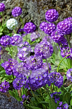 Primula denticulate flower. Drumstick primrose. Violet flowering alpine plant.