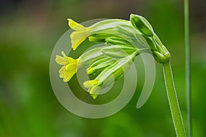 Primula elatior is a species belonging to the Primulaceae family