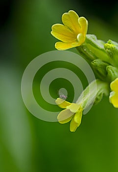 Primula elatior is a species belonging to the Primulaceae family