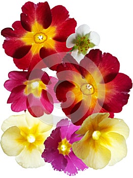 Primula flower