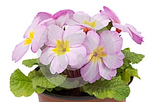 Primula in flower pot