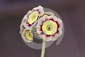 Primula flower, Primula x hortensis