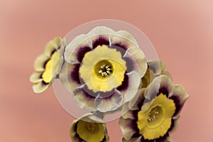Primula flower, Primula x hortensis