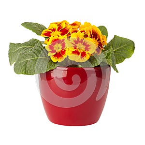 Primula flower in red pot
