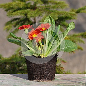 Primula flower with roots