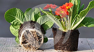 Primula flower with roots