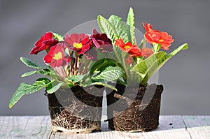 Primula flower with roots