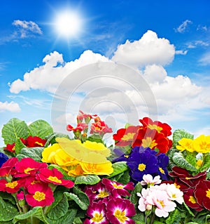 Primula flowers on blue sky background