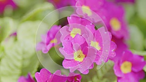 Primula flowers close-up, purple. Perennial primrose or primula in the spring garden.