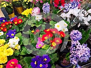 Primula flowers colorful in pots and Hyacinthus - zambila