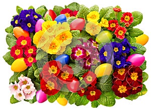 Primula flowers with easter eggs decoration. Spring blossoms