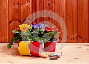 Primula flowers, gardening tools and flower pots on wooden table. Selective focus