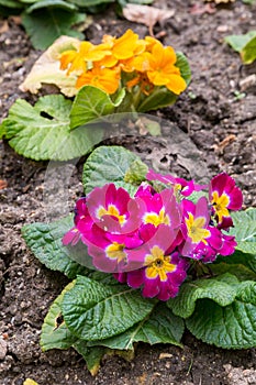 Primula flwers on ground in flowerbed