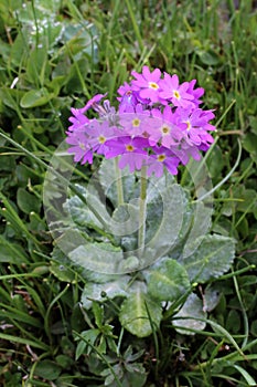 Primula frondosa - Wild plant shot in the spring.