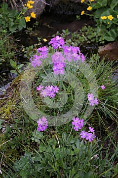 Primula frondosa - Wild plant shot in the spring.