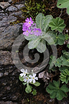 Primula frondosa - Wild plant shot in the spring.