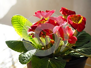 Primula, a genus of plants from the Primulaceae family of the Ericales order. Indoor floriculture as a hobby. Red bright flower photo