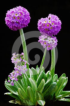 Primula globular (serrulate)