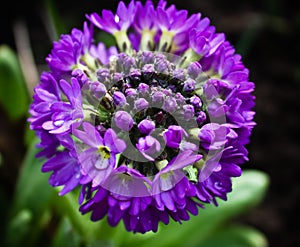 Primula globular (serrulate)