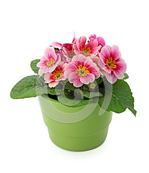 Primula in green pot