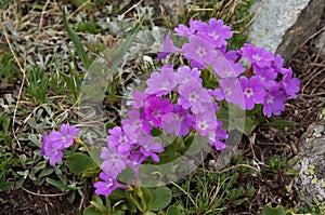 Primula hirsuta flowers , Hirsuta Primose