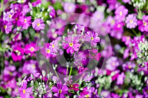Primula Malacoides flowers