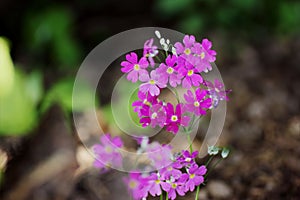 Primula Malacoides Flowers