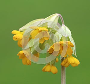 Primula officinalis (common cowslip)