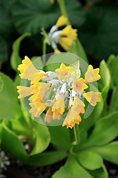 Primula (Palinuri)