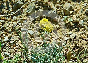 Mongolian Primula pallasii photo