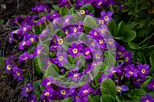 Primula is perennial. Primrose.